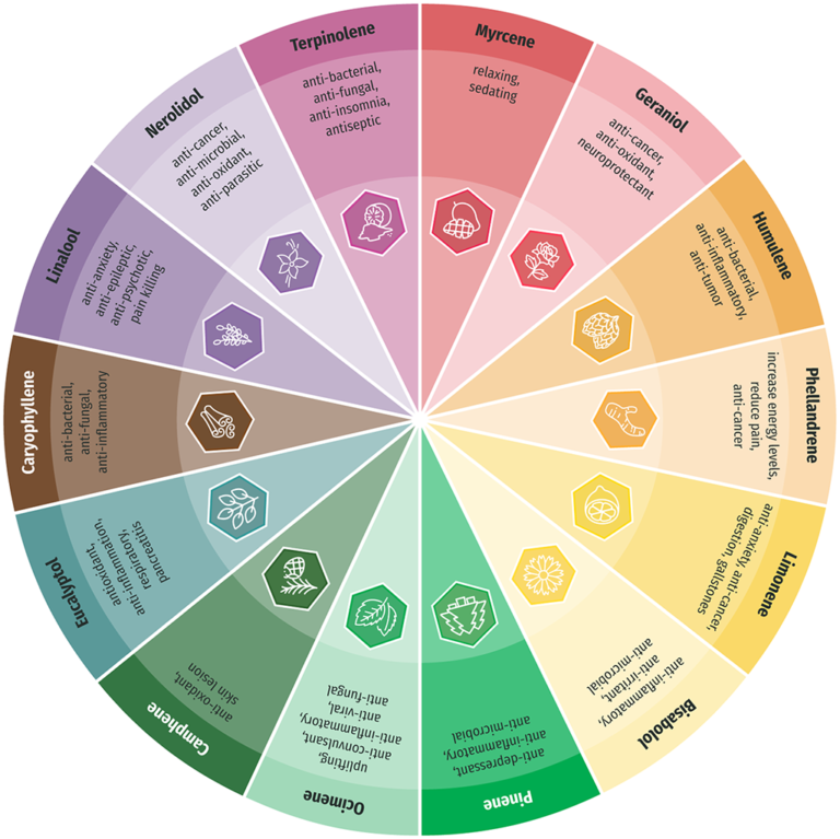 Effects of Terpenes Chart - A pie chart showing different terpenes and their effects